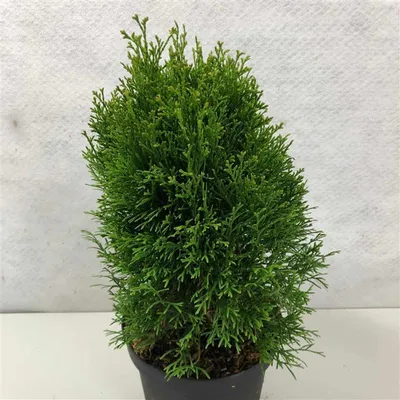 Image de Thuja occ. « Kraznal » - Arbre de vie occidental | 25-30 cm en pot