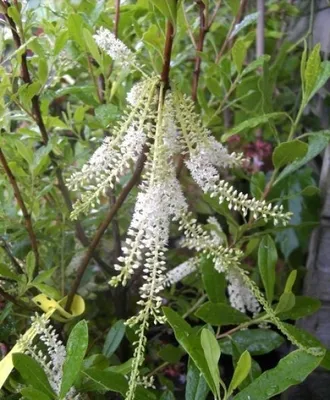 Produktbild von Cyrilla racemiflora - Lederholz - Lederholzstrauch - Lederholzbaum 30-40