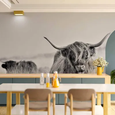 Produktbild von Vlies Fototapete - Highland Cattle 450x315 cm Tiere g-B-0146-a-a