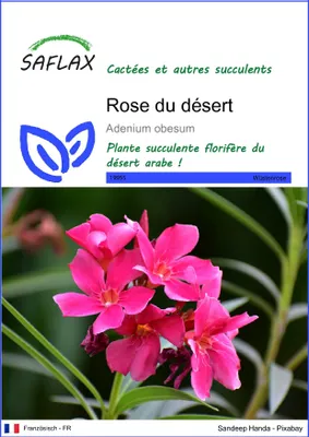 Image de SAFLAX  - Rose du désert - 8 graines - Adenium