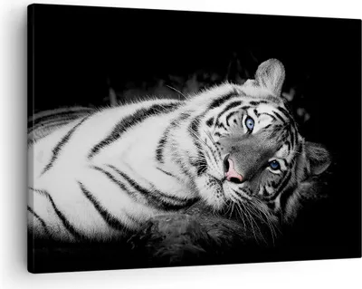 Produktbild von Bild auf Leinwand - Leinwandbild - Einteilig - Weiß Tiger Schwarz und Weiß - 70x50cm - Wand Bild - Wanddeko - Wandbilder - Leinwanddruck - Bilder - Wanddekoration - Leinwand bilder - AA70x50-4247