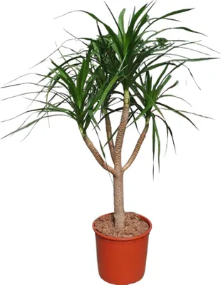Obrázok produktu pre Dračí strom - Dracaena Draco - izbová rastlina - 160cm - ø34cm