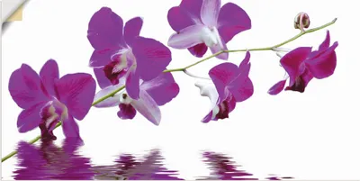 Produktbild von ARTland Wandbild, selbstklebend Violette Orchideen Größe: 60x30 cm