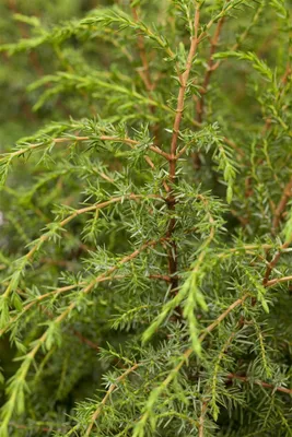 Produktbild von Juniperus communis 'Hibernica', Säulenwacholder, 40–60 cm