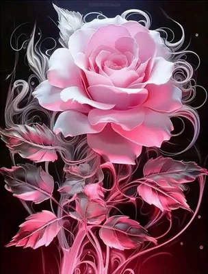Produktbild von Malen nach Zahlen: Rosa Rosen auf schwarzem Hintergrund, 40 x 50 cm, auf Rahmen