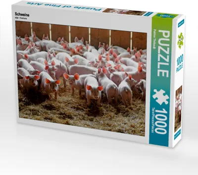 Produktbild von CALVENDO Puzzle Schweine | 1000 Teile Lege-Größe 64x48cm Foto-Puzzle für glückliche Stunden