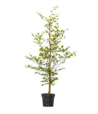 Produktbild von Dehner Rotbuche, Fagus sylvatica, für 11-12 Meter Hecke, 150-175 cm, 35 x 7.5 l Topf, Heckenpflanze