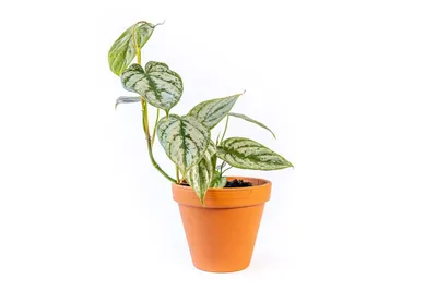 Obrázok produktu pre Gardners Philodendron Brandtianum, priemer 12 cm