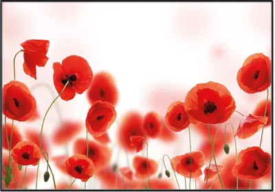 Produktbild von Wallario Wandbild Leuchtende Mohnblumen - Rote Mohnblumenblüten, Größe: 70,30 x 100,30 cm, Poster mit schwarzem Aluminiumrahmen