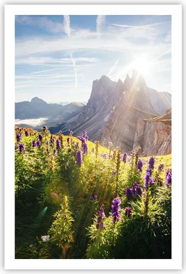 Produktbild von Poster - Poster ohne Rahmen - Berge Wiese Blumen - 61x91,5 cm - Wand Bild - Wanddeko - Wandbilder - Kunstposter - Wandposter - Bilder - Kunstdruck - Wanddekoration - Wandbild - P2XPA61x91-4008