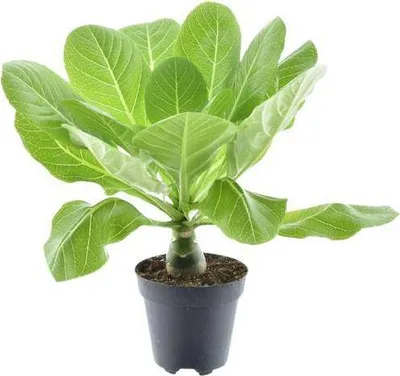 Produktbild von Vulkanpalme Brighamia insignis 'Hawaii Palme' Zimmerpflanze Ø12cm Höhe 37cm