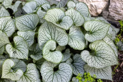 Produktbild von Stauden Gänge 10 x Brunnera macrophylla 'Jack Frost‘ im 1 Liter Topf - Kaukasus Vergissmeinnicht - tolle Blattschmuckstaude - absolut Pflegeleicht
