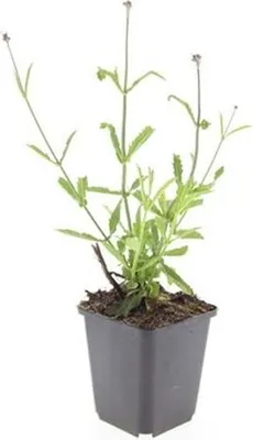 Immagine prodotto di Perenne ornamentale - Verbena bonariensis 'Lollipop' - Vaso da 9 cm - Set di 6 piante