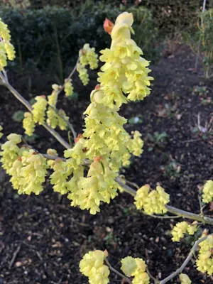 Obrázok produktu pre Corylopsis pauciflora - Nízka nepravá lieska 30 - 40 kontajnerov