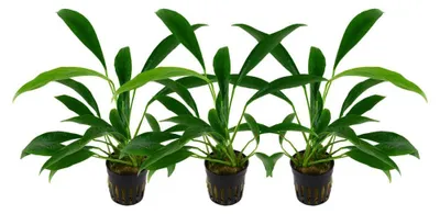 Produktbild von Aquarium Pflanze 3 Stück Anubias barteri Wasserpflanze AquaOne Nr.301C Set