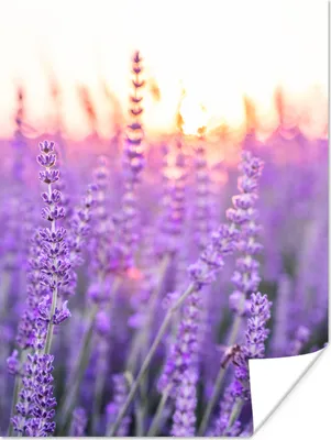 Produktbild von MuchoWow® Poster Lavendel - Nahaufnahme - Lila - Blumen 120x160 cm - Wandbilder