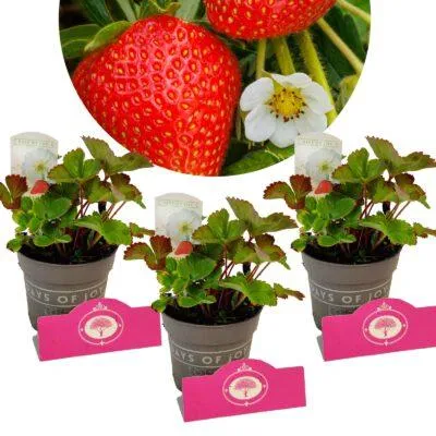 Obrázok produktu pre Sada 3 rastlín jahôd – 'Summer Breeze White' – biele kvety – výška 15 cm – kvetináč 10,5 cm – zmes A