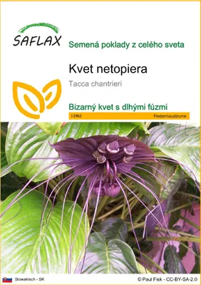 Produktbild von SAFLAX - kvet netopiera - Tacca chantrieri - 10 Semená