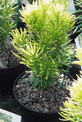Produktbild von Cephalotaxus harringtonia Korean Gold - Gelbe Kopfeibe 30-40 cm