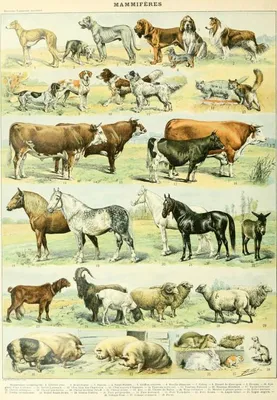 Image de Puzzle Grafika Animaux 1000 pièces - Jouet éducatif en carton