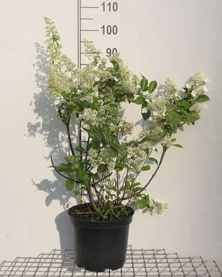 Produktbild von Hydrangea pan. 'Kyushu' - Rispenhortensie 60- 80 cm Container