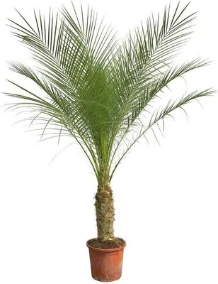 Obrázek produktu pro Phoenix roebelenii na podstavci, výška 190 - 200cm, elegantní zakrslá datlovník