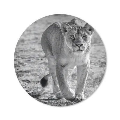 Produktbild von MuchoWow® Mauspad Mousepad Löwe - Schwarz - Weiß 50x50 cm - Mousepads - Maus Mat - Pad - Mausunterlage - Vinyl
