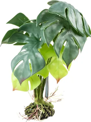 Produktbild von Terra Della Terrarienpflanze Monstera grün, Größe: M