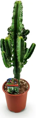 Obrázek produktu pro Euphorbia eritrea – africký mléčný strom – 60 cm – 17 cm – nenáročný kaktus z čeledi pryšcovitých v sytě zelené barvě