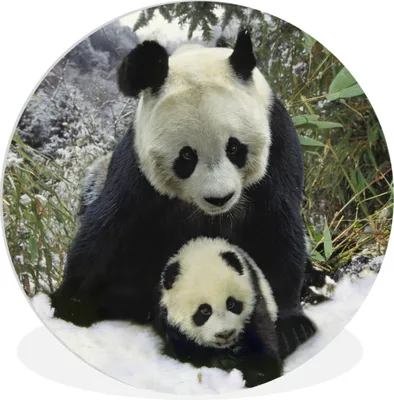 Produktbild von MuchoWow® Rundes Wandbild - Runde Bilder Panda - Jungtier - Schnee Ø 30 cm Kreis Wanddekoration Kunststoff - Wandkreis - Wandschmuck - Schlafzimmer - Bilder - Der Kreis - Kunst für die Wohnung - Plastik - Kunstdruck - Wandbild