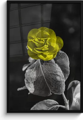 Produktbild von MuchoWow® MuchoWow® Gerahmtes Poster Blumen - Rose - Gelb - Schwarz - Weiß 60x90 cm - Poster mit zchwarzem Bilderrahmen - Kunst