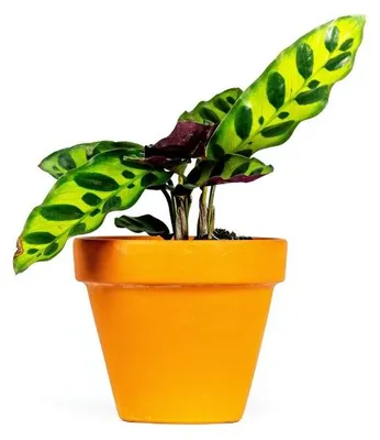 Obrázok produktu pre Gardners Calathea lancifolia (Insignis), priemer 6-7 cm