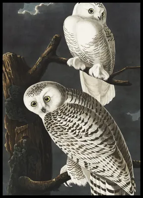 Zdjęcie produktu dla Plakat 50x70cm Sowa Śnieżna, J.J. Audubon Vintage do Salonu