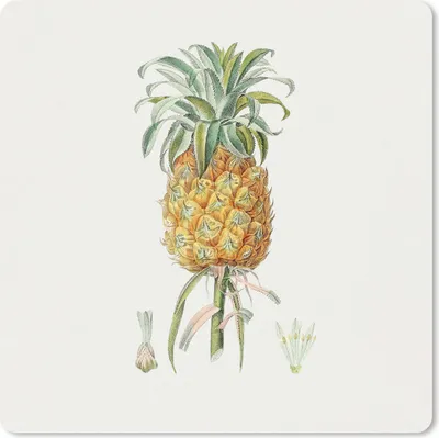 Produktbild von MuchoWow® Mauspad Mousepad Ananas - Frucht - Pflanze 20x20 cm - Mousepads - Maus Mat - Pad - Mausunterlage - Desk Mat - Bureauartikeln