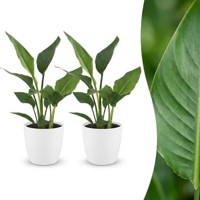 Imagen del producto de Strelitzia Reginea - Flor del pájaro del paraíso - 2 plantas - con maceta blanca - 25-35cm - Ø12cm