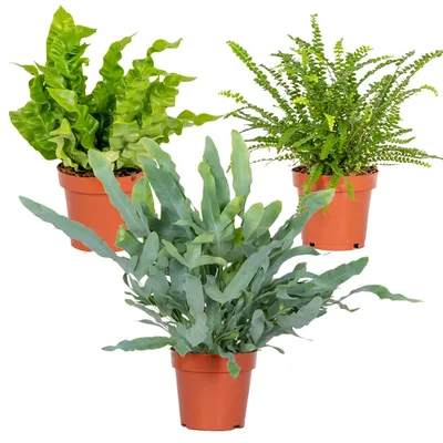 Zdjęcie produktu dla Bloomique - Mix 3 - Paprocie oczyszczające powietrze - Asplenium, Phlebodium, Nephrolepis - Rośliny doniczkowe - 20-30 cm wysokości - doniczka 12 cm