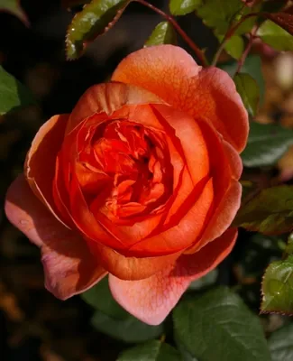 Produktbild von Rosa Summer Song® syn. Austango® - Englische Rose - Austin-Rose Duft++++