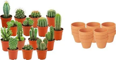 Obrázek produktu pro Mini kaktusový mix – 15 kaktusů – terakotový květináč Ø 8,1 cm – výška 5–10 cm – nenáročné pokojové rostliny – sada kaktusů na parapet, do kanceláře i domů
