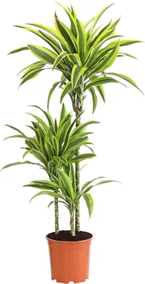 Produktbild von Dehner Drachenbaum Lemon Lime, dreitriebig, ca. 110-120 cm, Ø Topf 21 cm, Zimmerpflanze