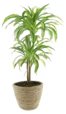Produktbild von VD Leeden Pflanzkorb - Rattan - Maisblatt - D25 x H22 cm - runder Pflanztopf - Blumenkorb