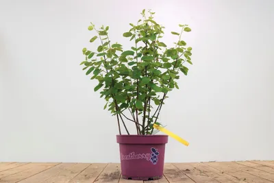 Produktbild von Amelanchier alnifolia 'Greatberry® Fruty', Felsenbirne, 50–60 cm