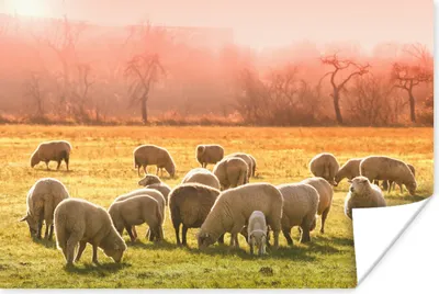 Produktbild von MuchoWow® Poster Tiere - Schafe - Gras 180x120 cm - Fotoplakat