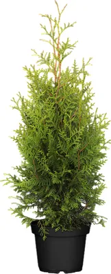 A potted evergreen tree with green foliage and brown branches, set against a white background.