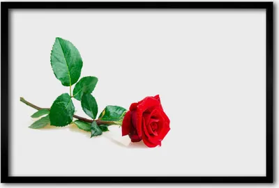 Produktbild von Bild 60x40 MDF-Rahmen Wandkunst Rose Blume Pflanze Natur