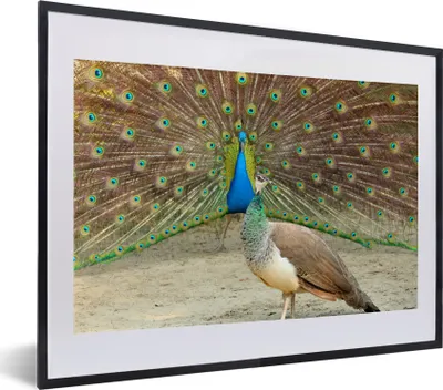 Produktbild von MuchoWow® MuchoWow® Gerahmtes Poster Pfaue - Vögel - Federn 40x30 cm - Poster mit zchwarzem Bilderrahmen - Bilderrahmen - Poster im Rahmen