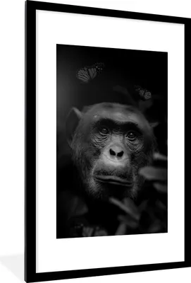 Produktbild von MuchoWow® Gerahmtes Poster Porträt eines Affen mit Schmetterlingen im Dschungel - schwarz und weiß 60x90 cm - Poster mit Schwarzem Bilderrahmen Wandposter Rahmen Foto Bilder - Dekoration - Wandposter Wohnzimmer - Hochwertig