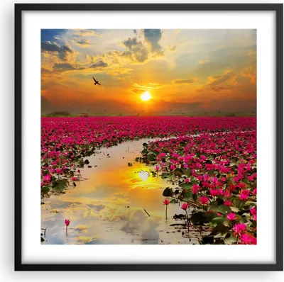 Produktbild von Gerahmtes Poster - Schwarzer Rahmen - See Blumen - 50x50 cm - Wand Bild - Wanddeko - Wandbilder - Kunstposter - Wandposter - Bilderrahmen - Bilder - Kunstdruck - Wandbild - P2BAC50x50-3769