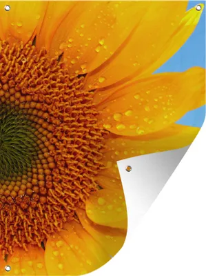 Produktbild von MuchoWow® 60x80 cm Outdoor-Poster Gartendeko Sichtschutz Garten Poster für den Garten  Nahaufnahme einer Sonnenblume