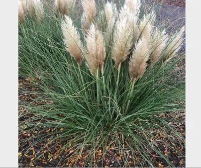 Produktbild von 6 x Cortaderia selloana 'Tiny Pampa' - Pampasgras im 9 x 9 cm topf