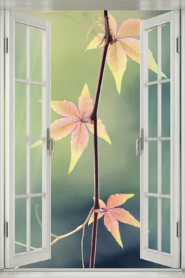 Produktbild von Wallario Poster mit Fenster-Illusion: Herbstblume, Größe: 100 x 150 cm